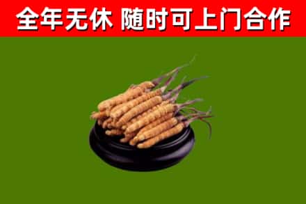 双流回收冬虫夏草
