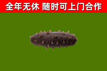 双流回收海参干